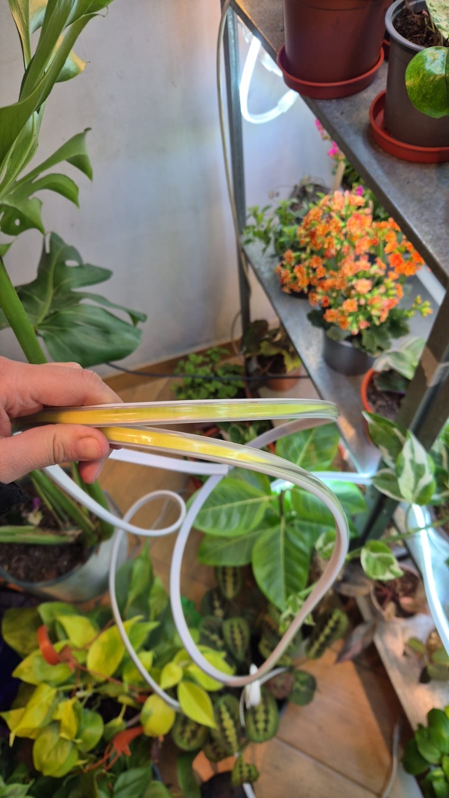 💡 Luces de crecimiento para plantas