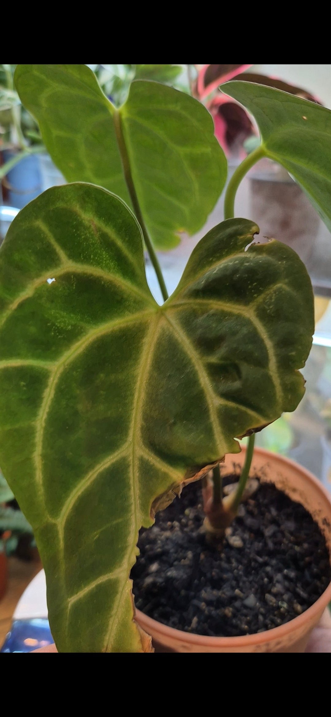 🌱Deformaciones y manchas en mi planta🌱