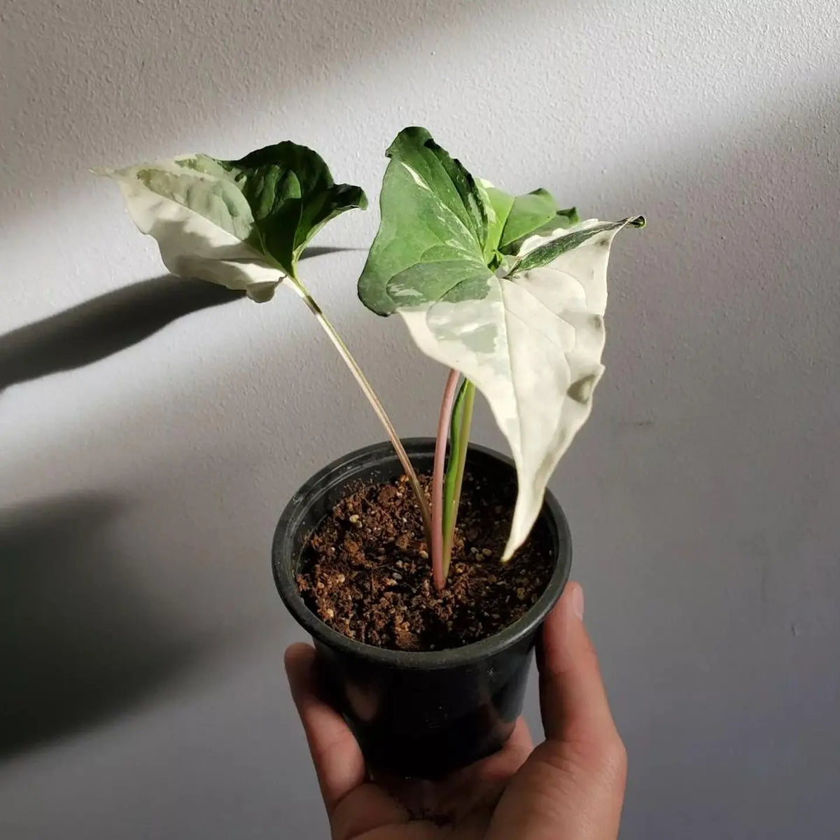 Singonio Variegado