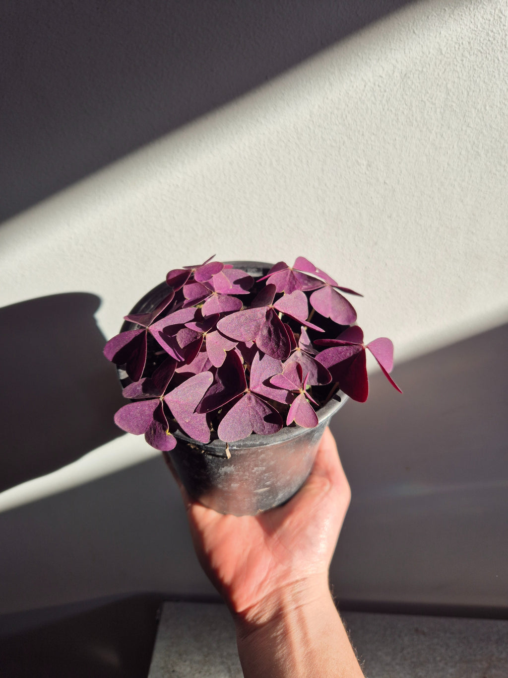 Oxalis Triangularis (Trebol morado)