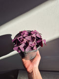 Oxalis Triangularis (Trebol morado)