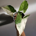 Singonio Variegado