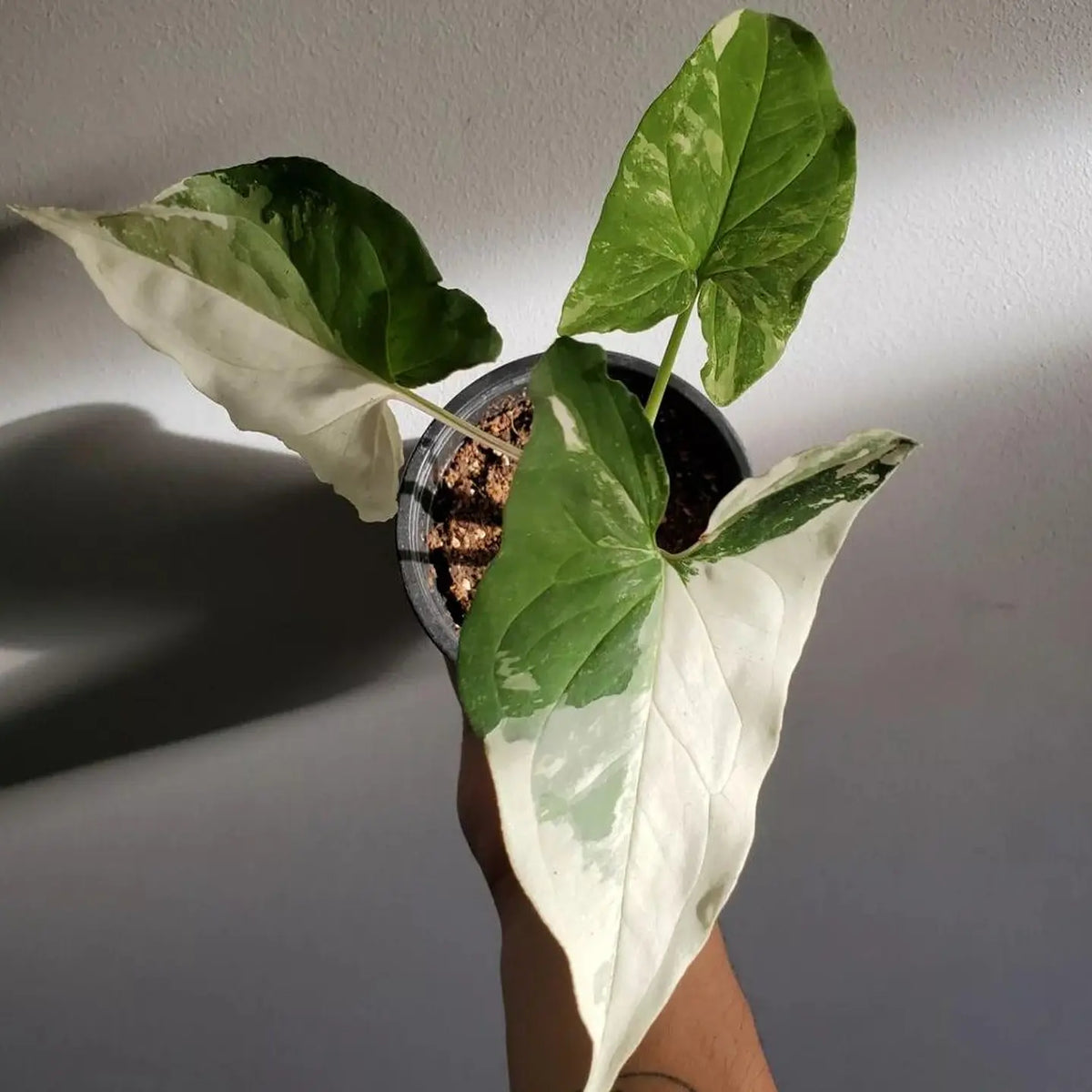 Singonio Variegado