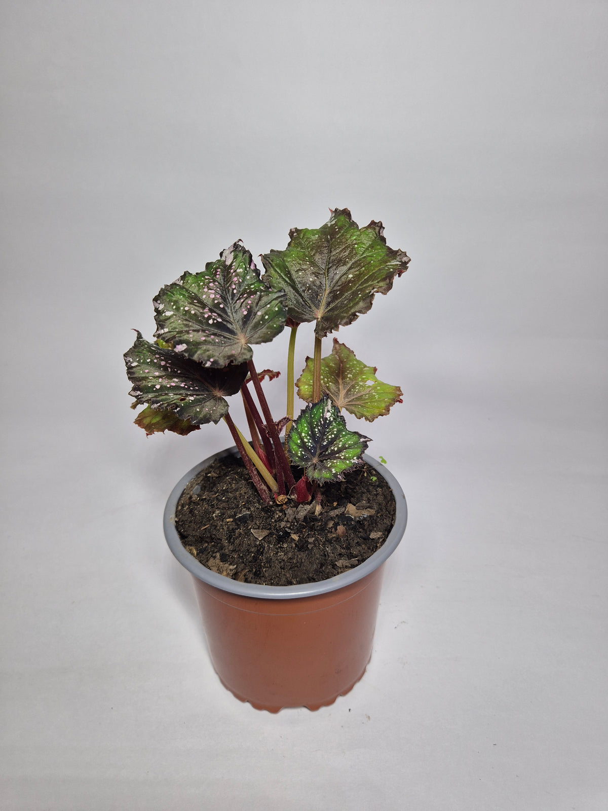Begonia African jungle