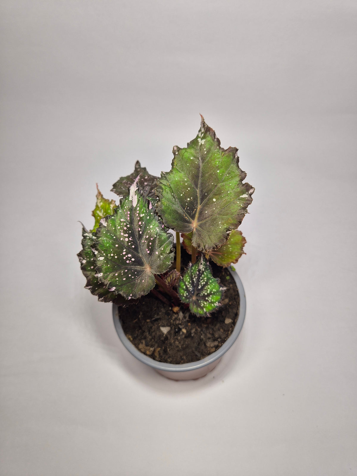 Begonia African jungle