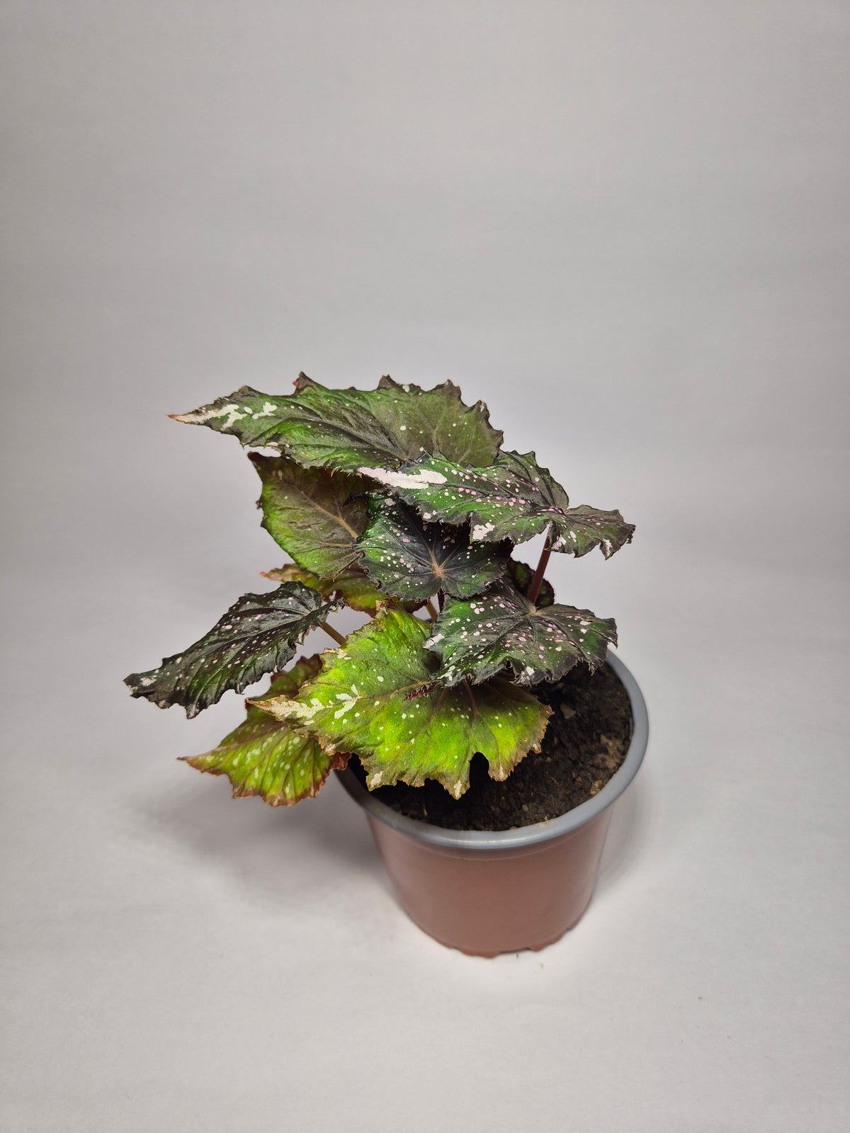 Begonia African jungle