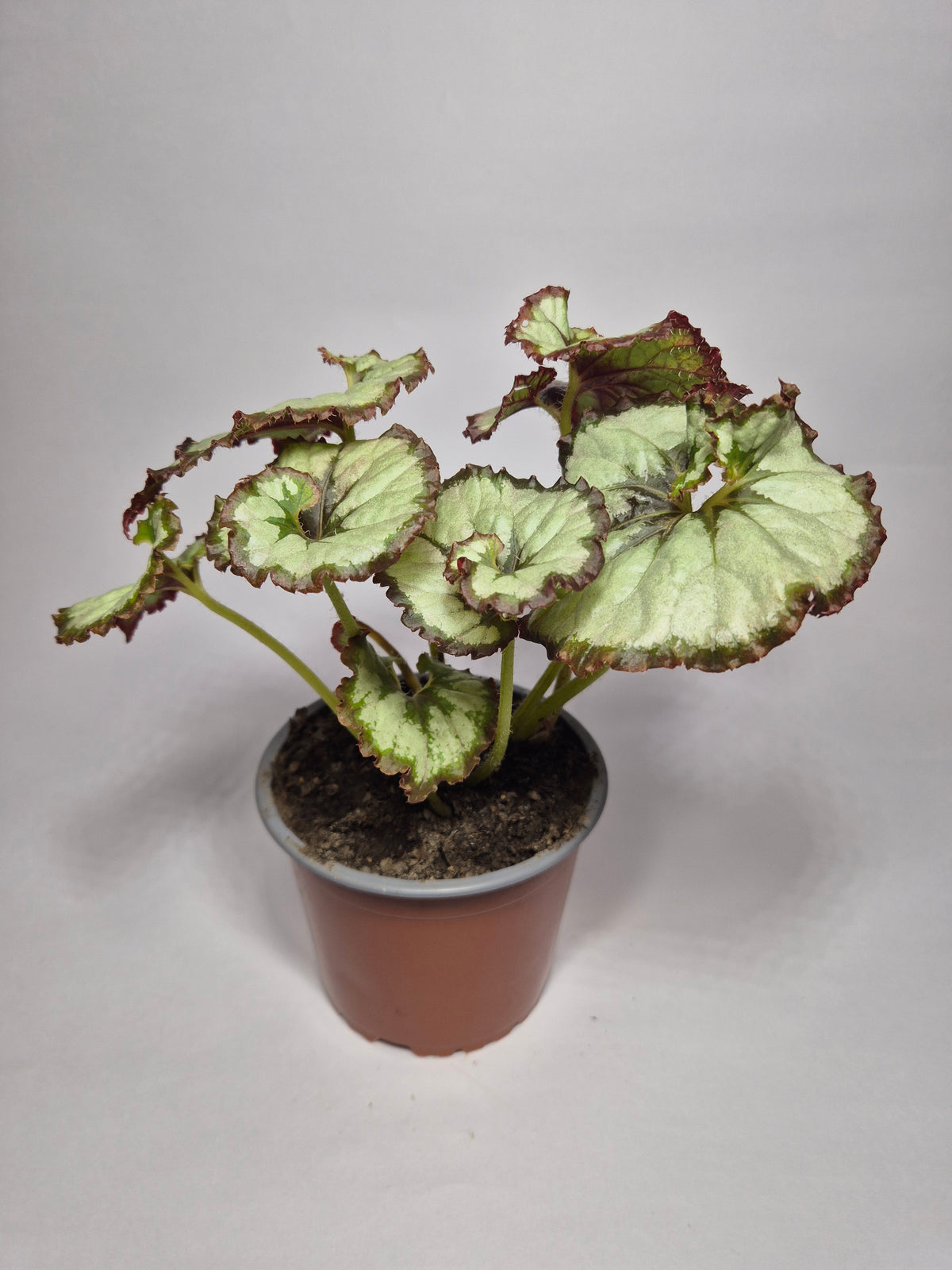 Begonia caracol