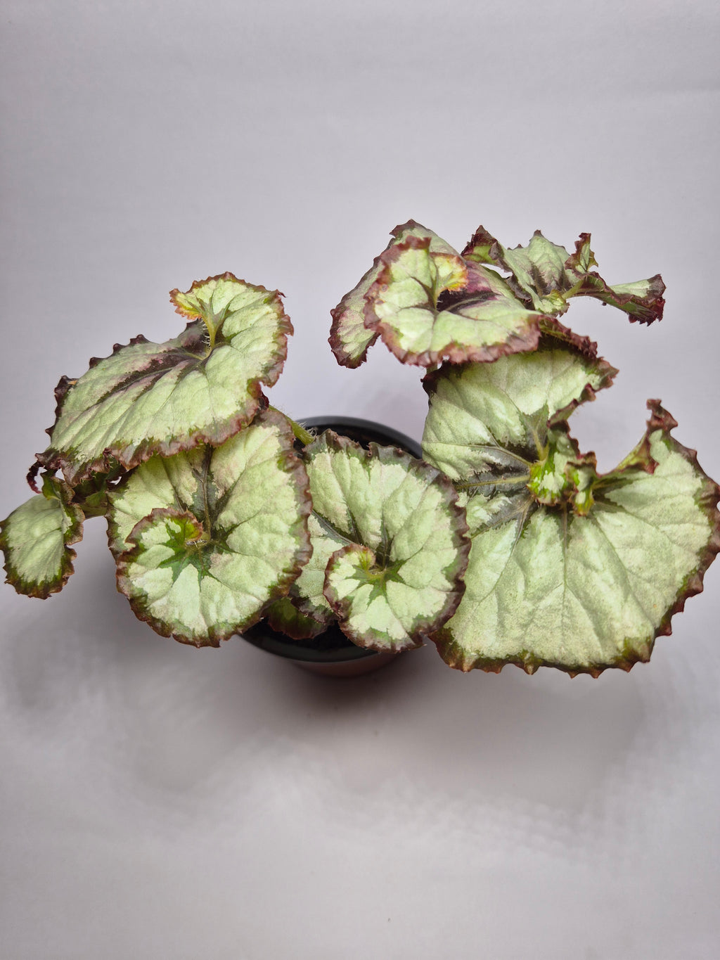 Begonia caracol