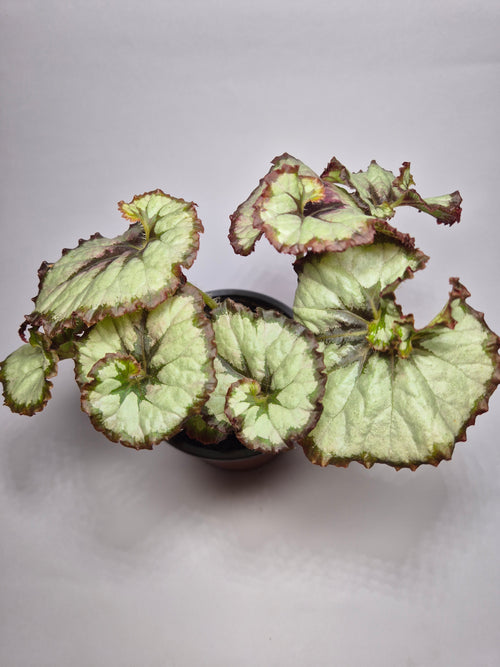 Begonia caracol