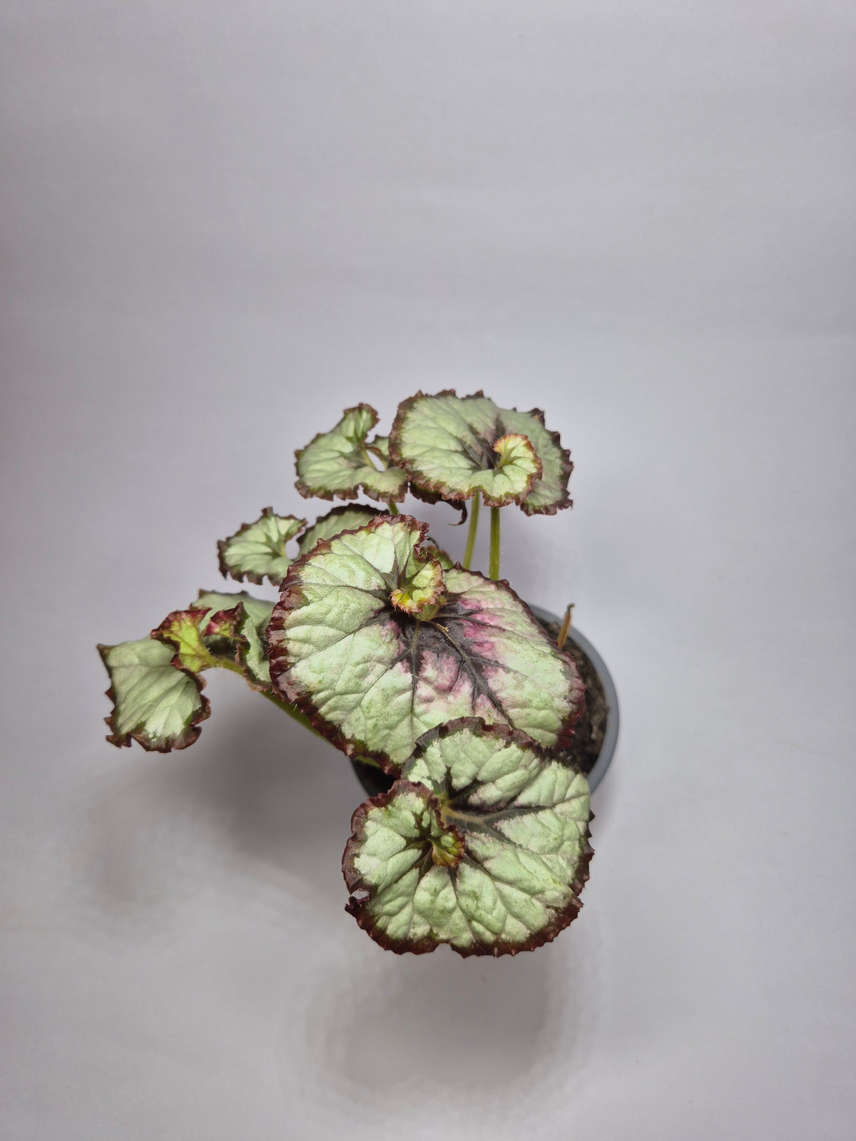 Begonia caracol