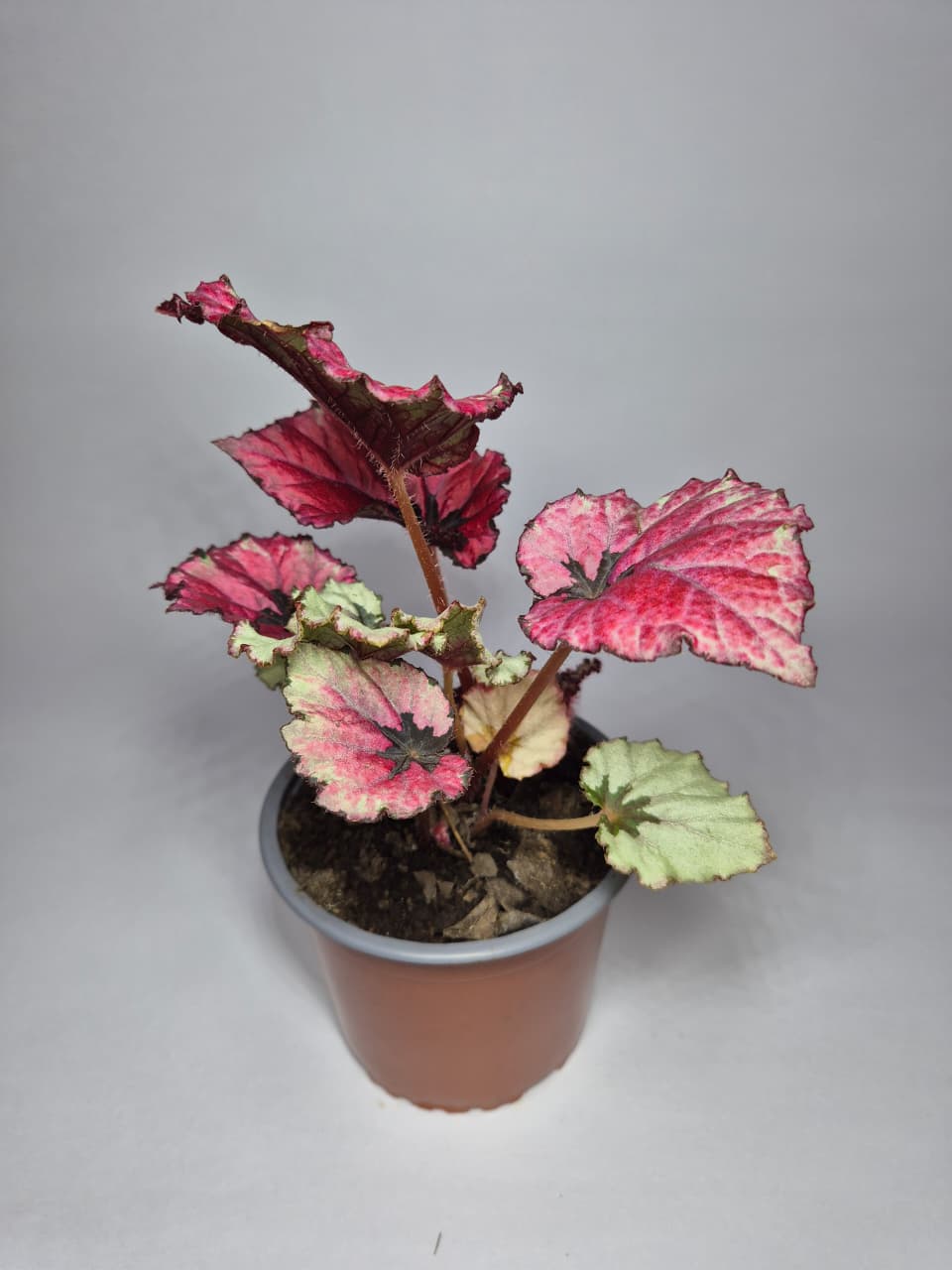 Begonia Rex 🌿