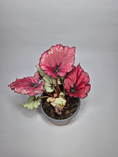 Begonia Rex 🌿
