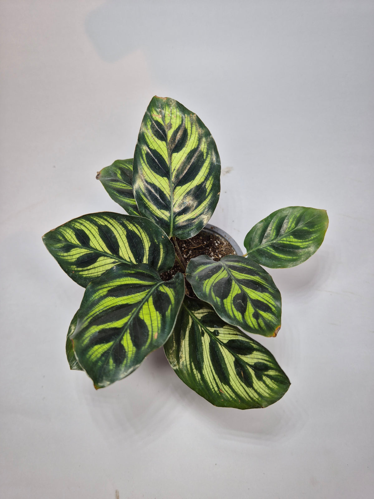 Calathea Makoyana "s"