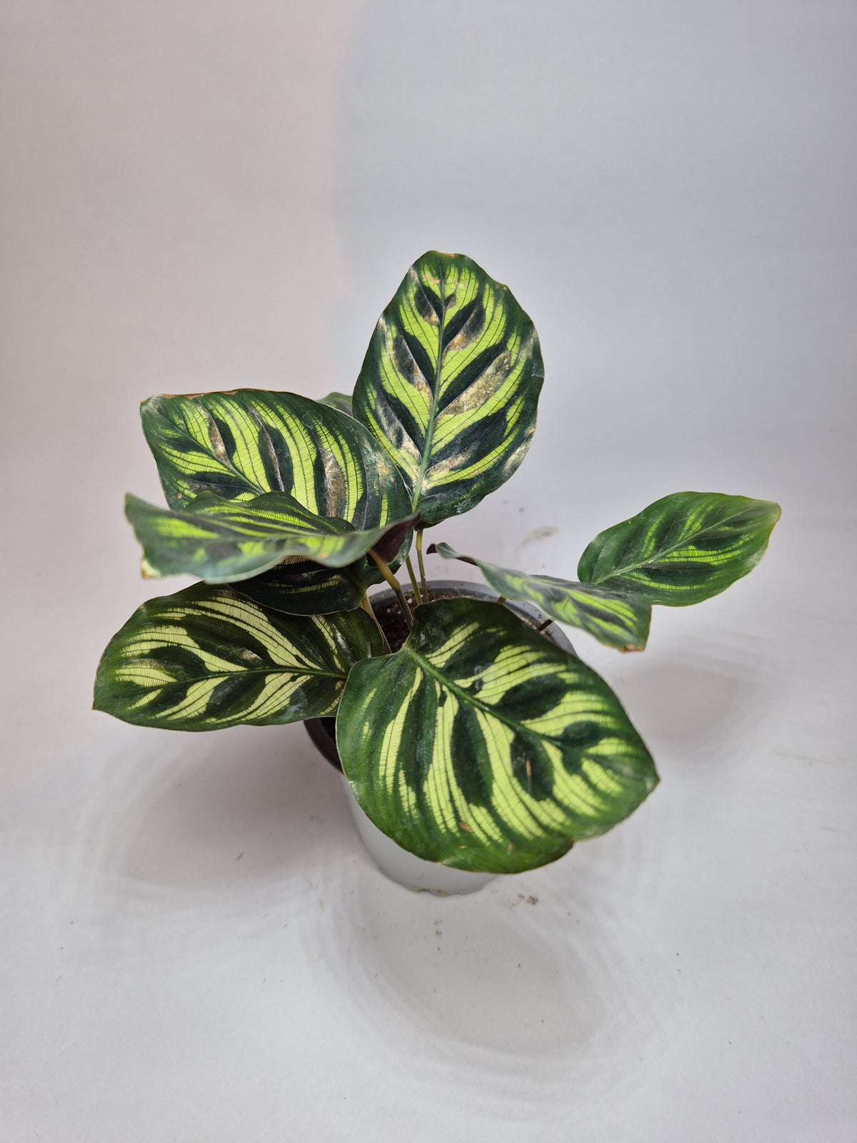 Calathea Makoyana "s"