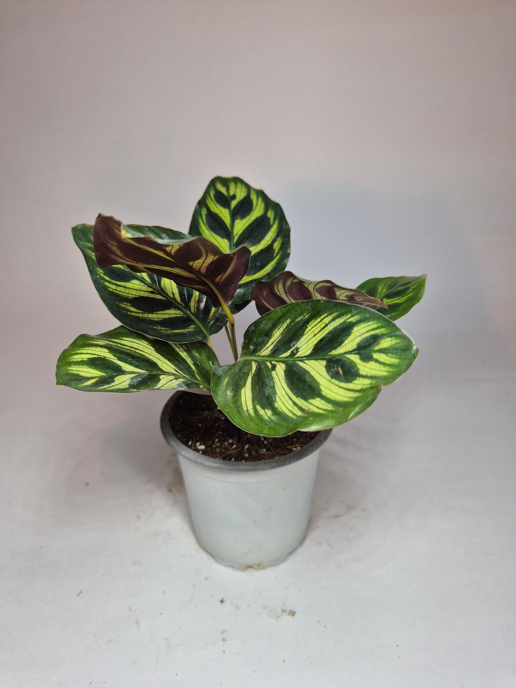 Calathea Makoyana "s"