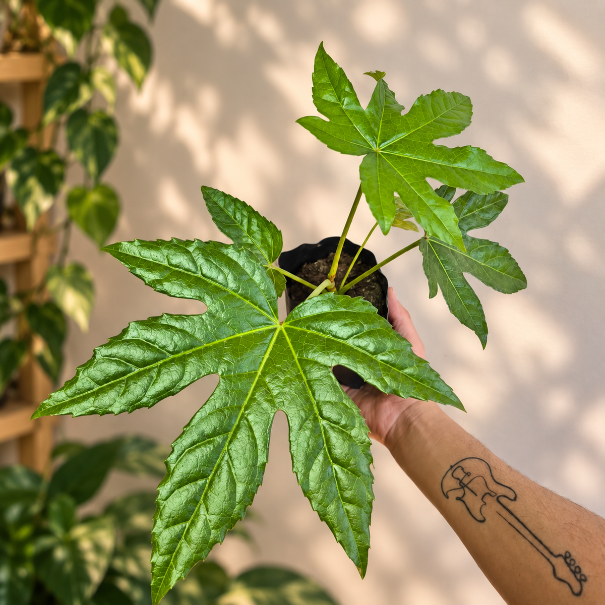 Aralia