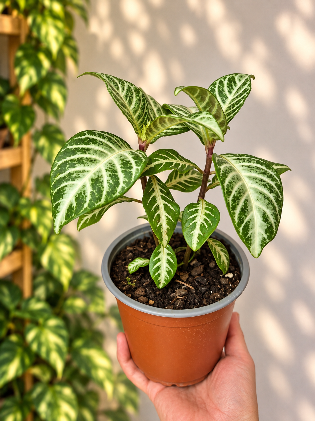 Afelandra Variegada