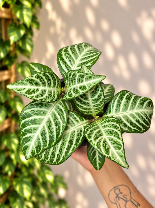 Afelandra Variegada