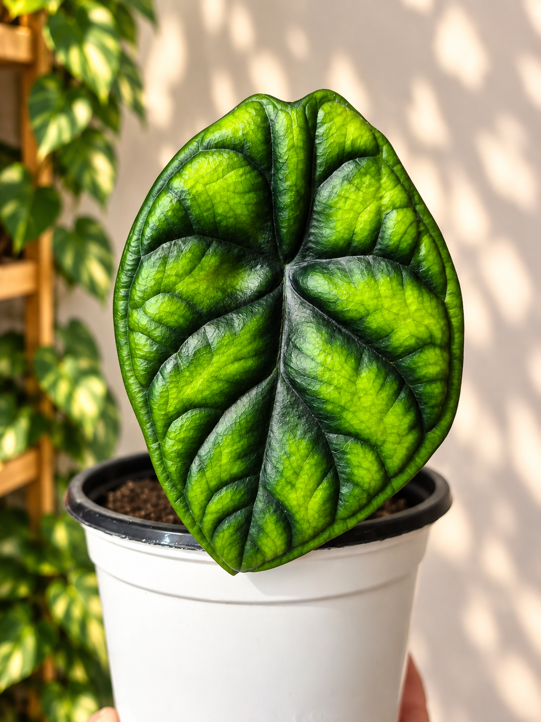 Alocasia aegis