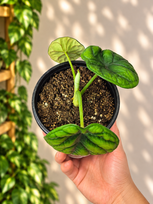 Alocasia aegis