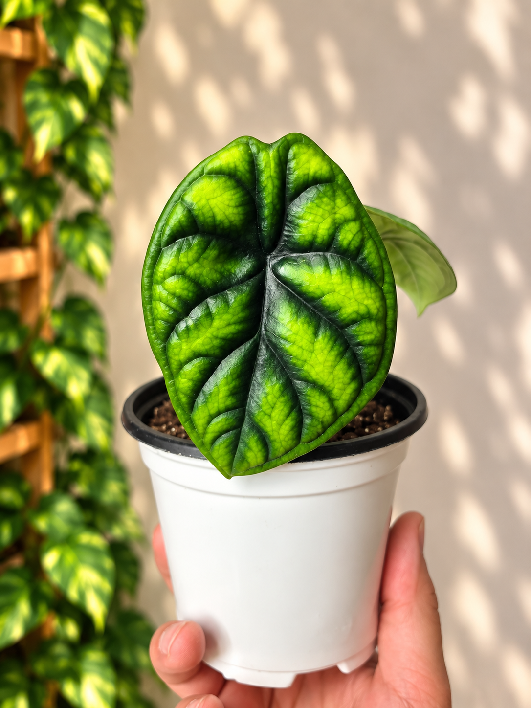 Alocasia aegis