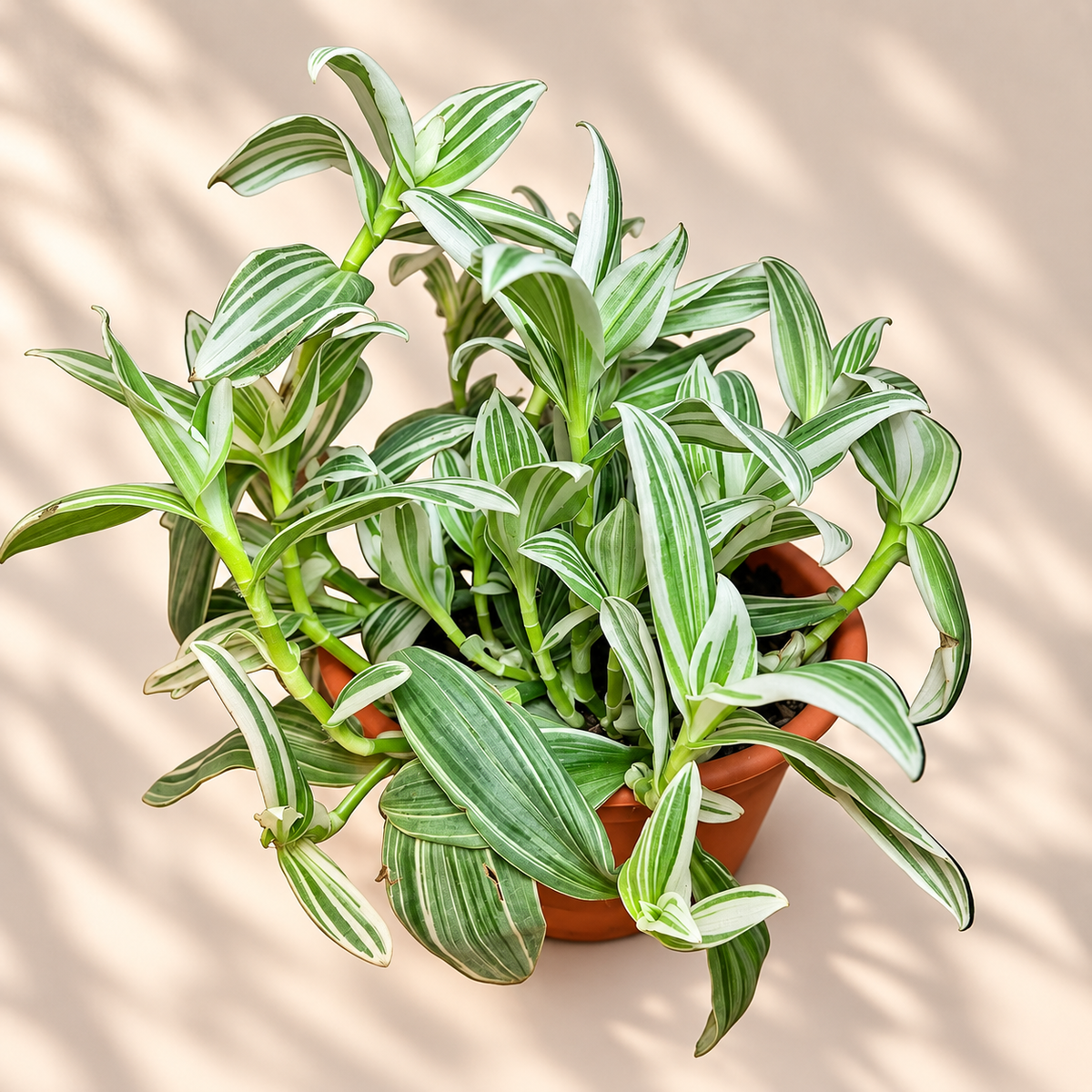Tradescantia blanca