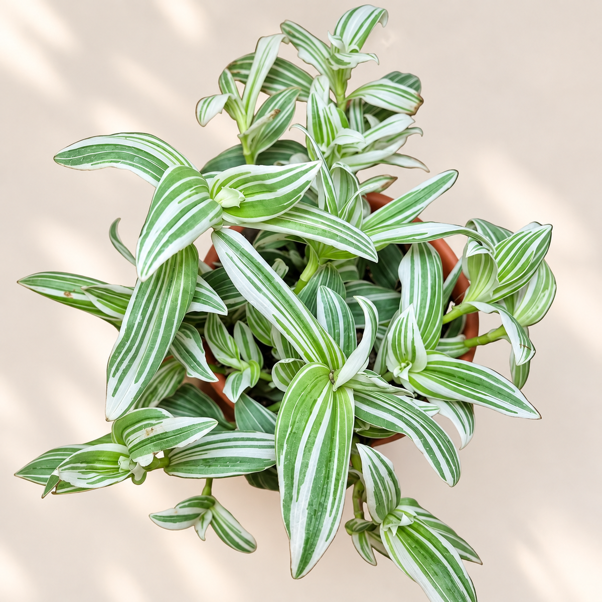 Tradescantia blanca