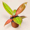 Filodendro orange