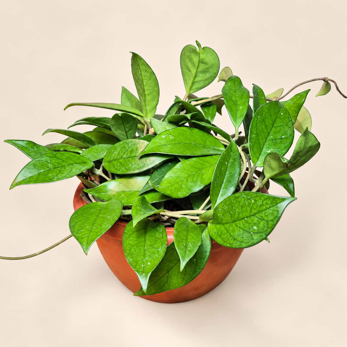Clepia verde bowl