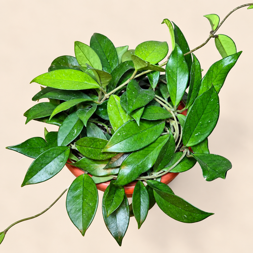 Clepia verde bowl