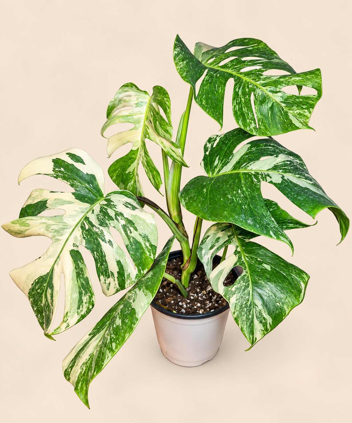 Monstera Variegada