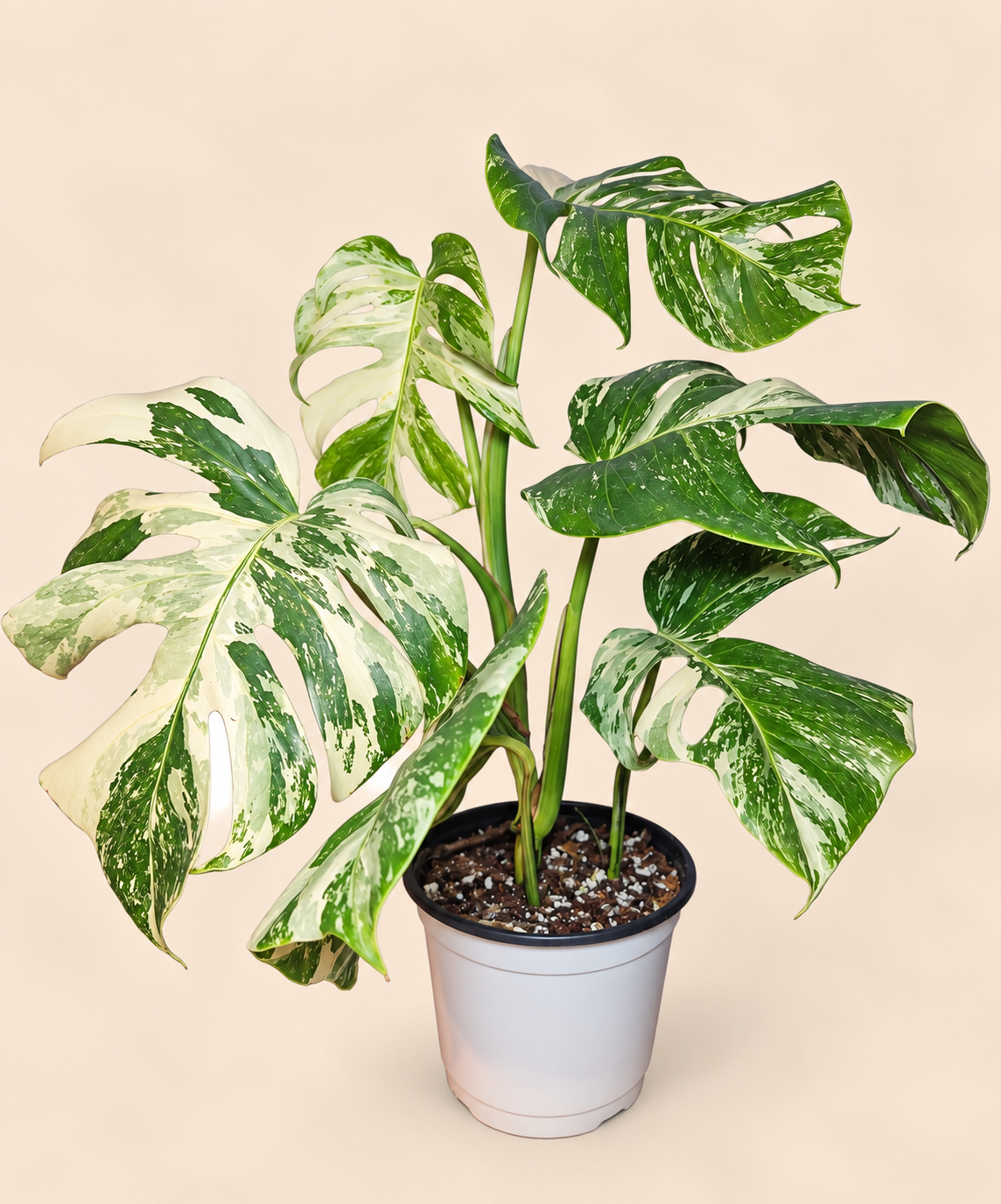 Monstera Variegada