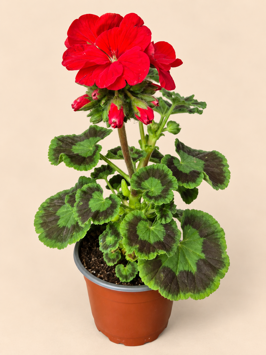 Cardenal