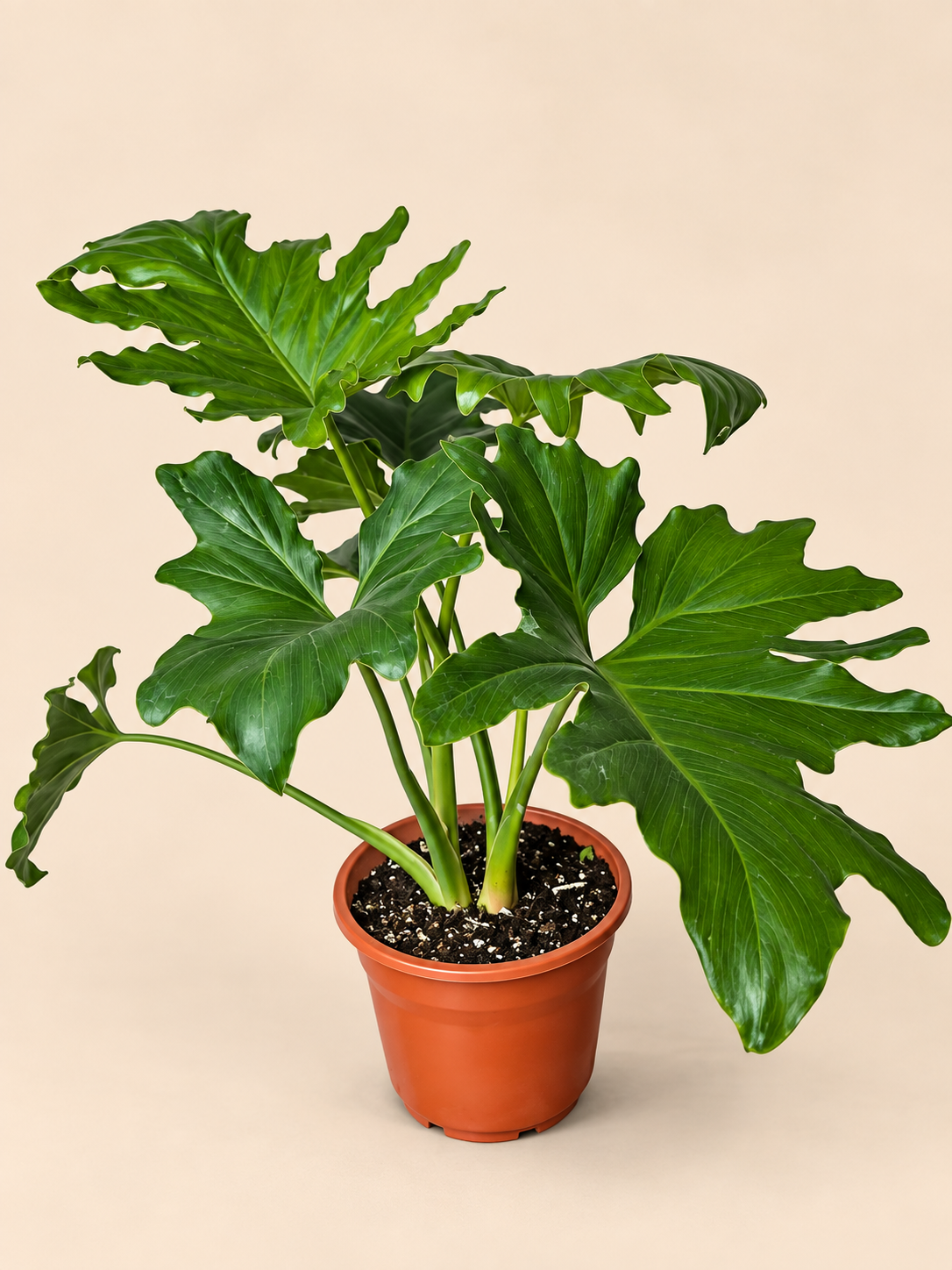 Filldendro paraguayo