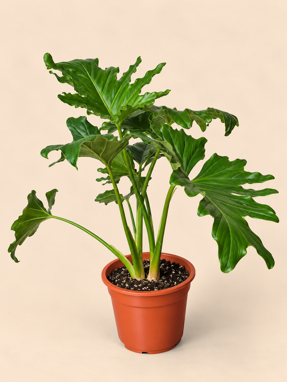 Filldendro paraguayo
