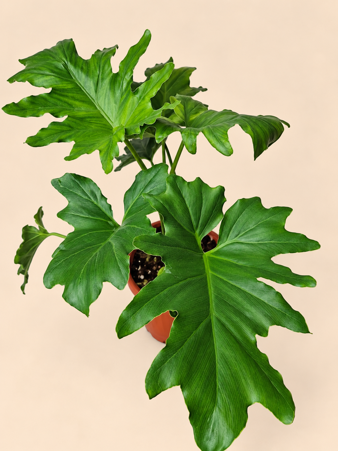 Filldendro paraguayo