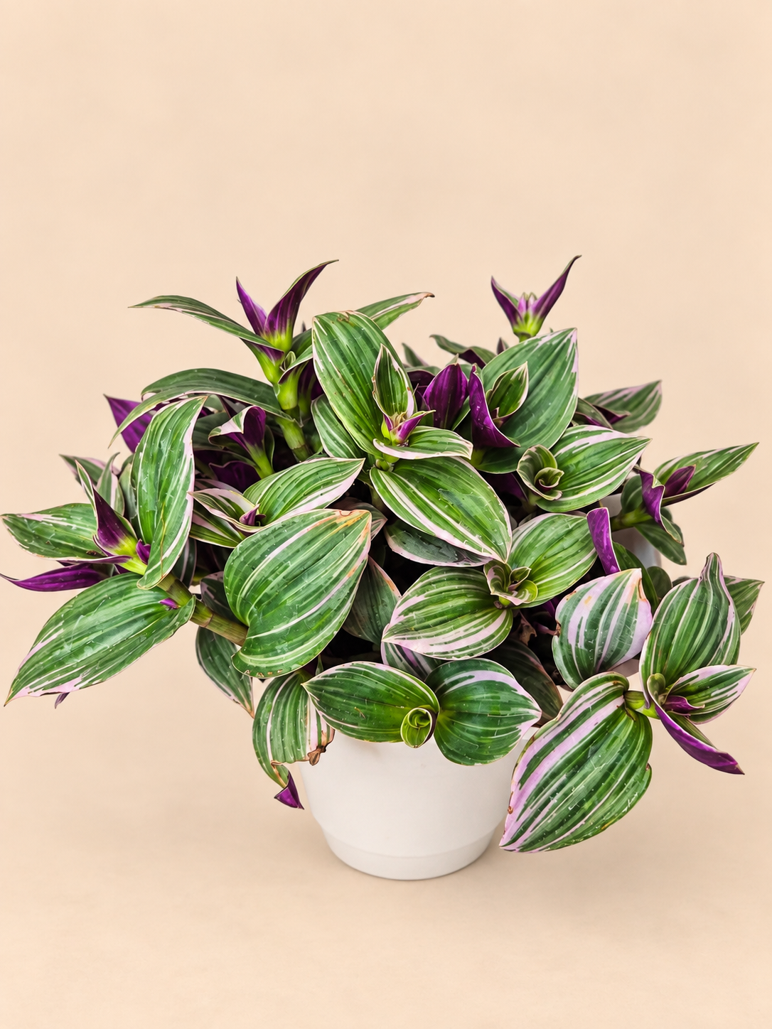Tradescantia Nanouk bowl