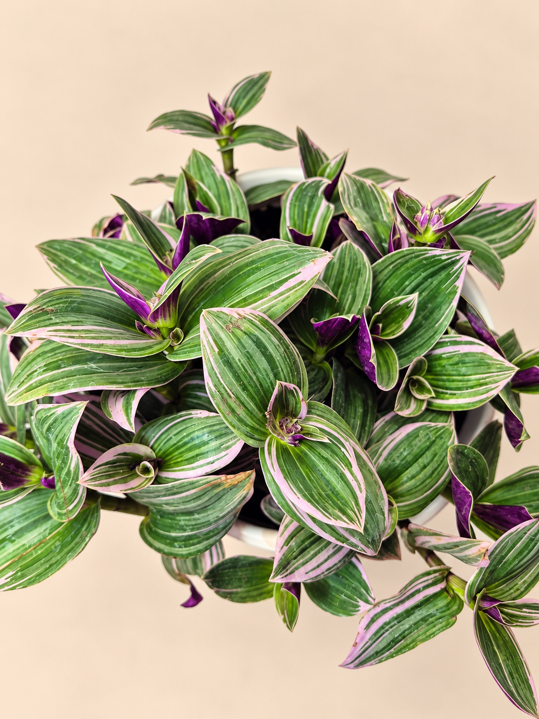 Tradescantia Nanouk bowl