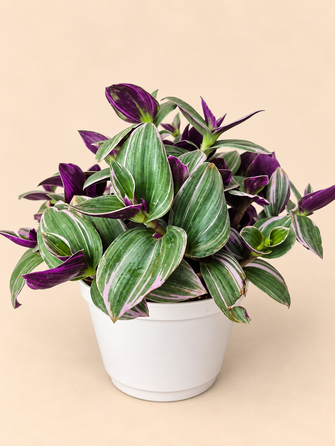 Tradescantia Nanouk bowl