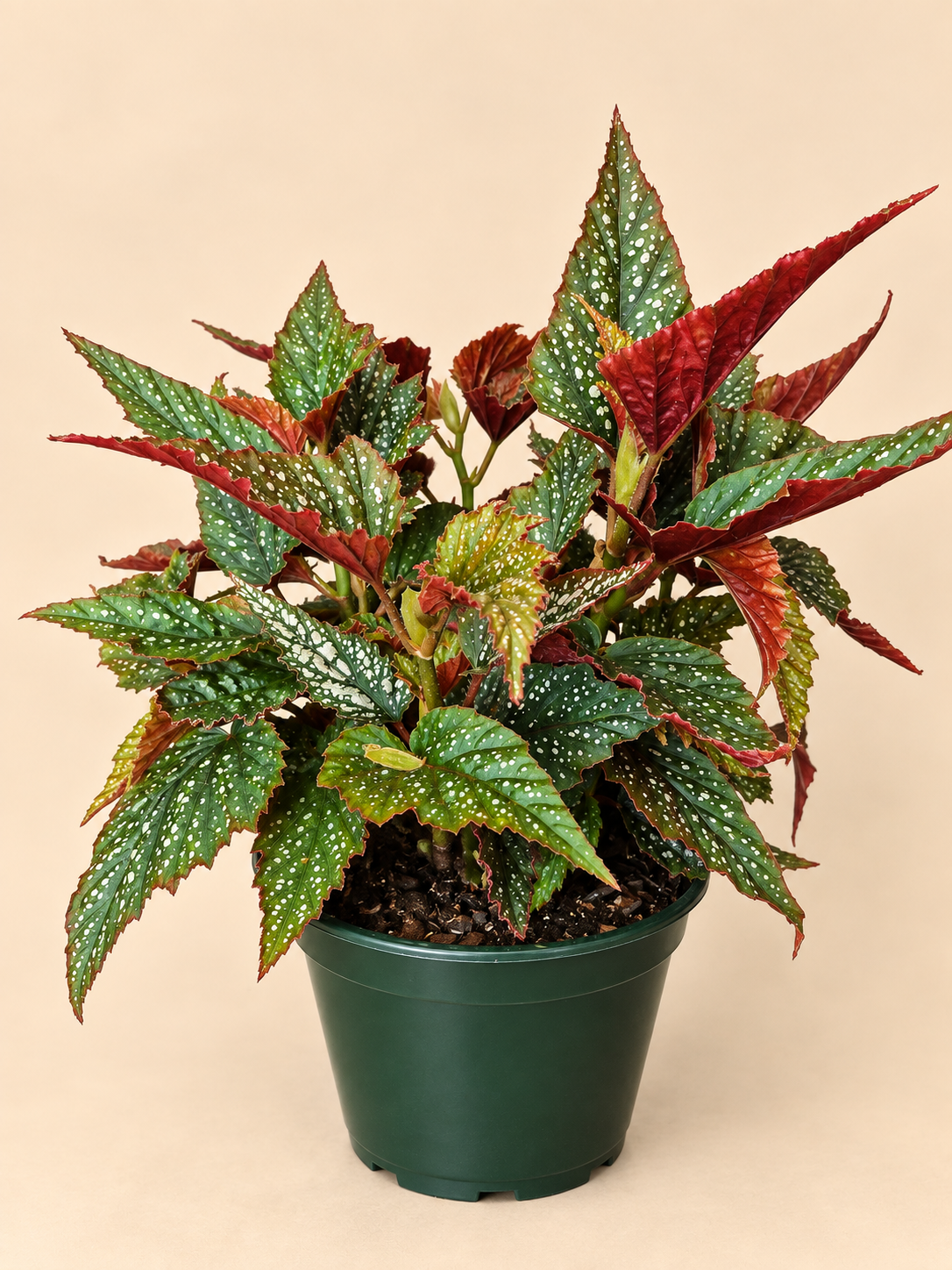 Begonia alas de angel