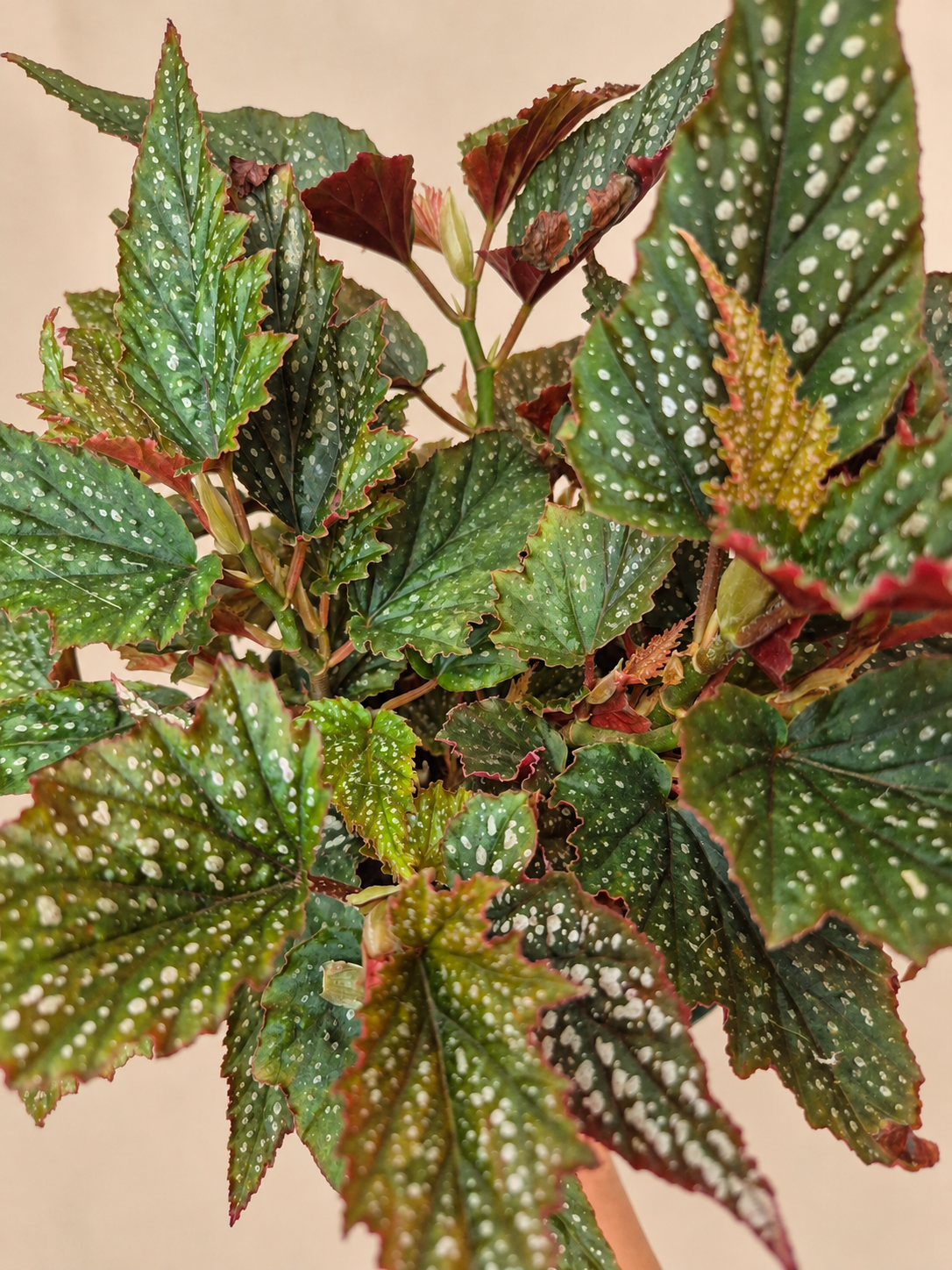 Begonia alas de angel
