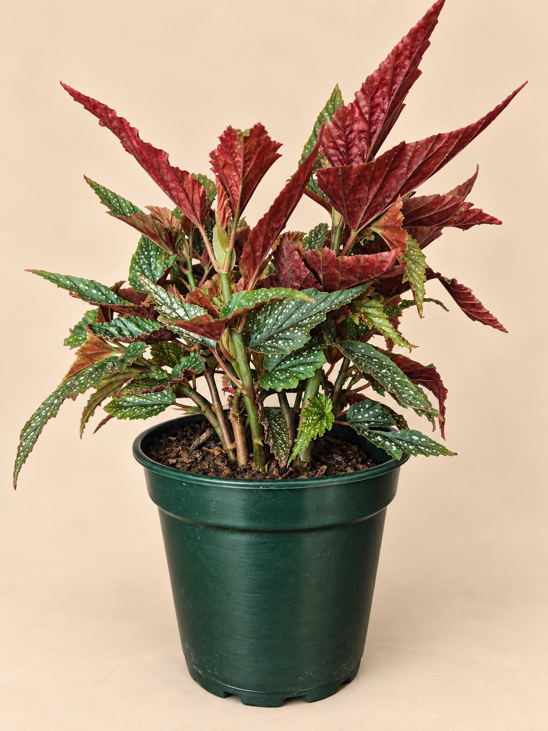 Begonia alas de angel