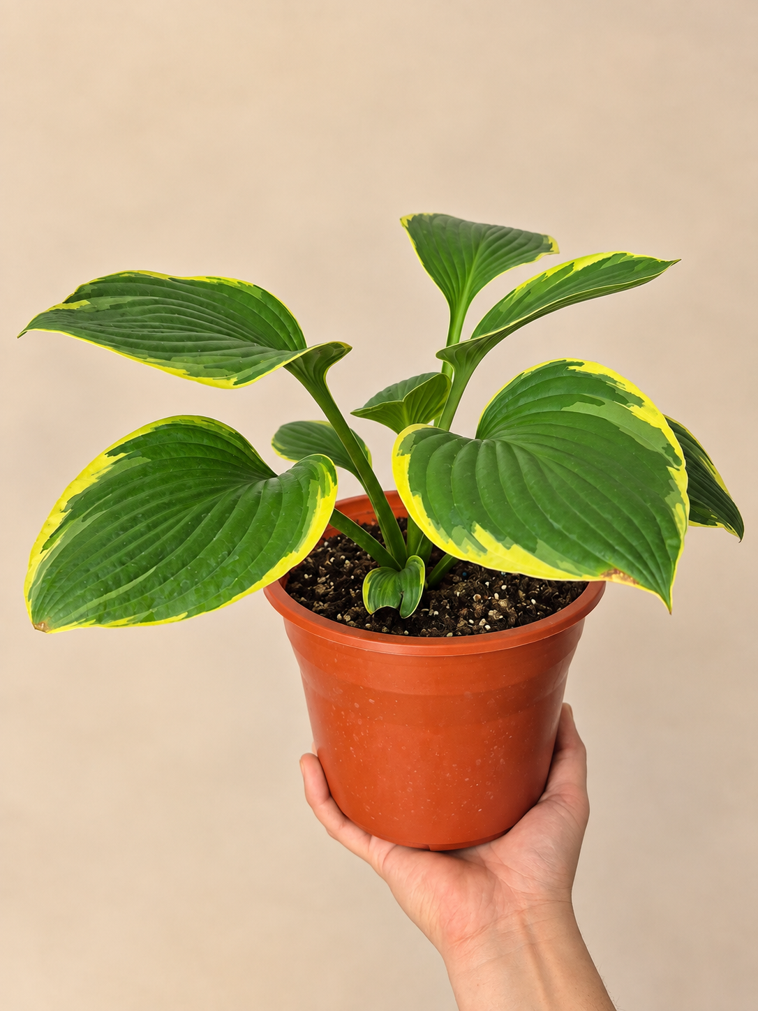 Hosta