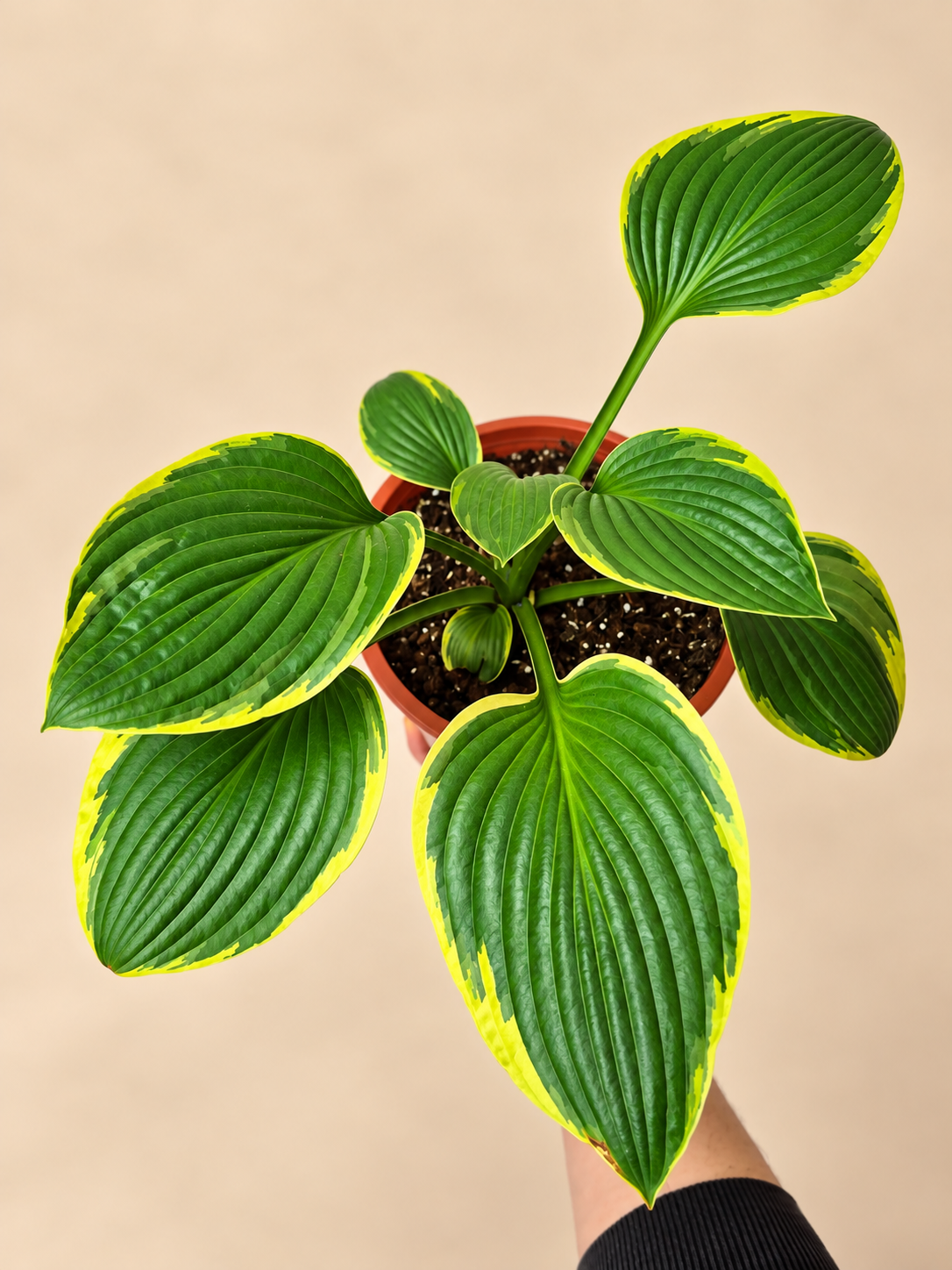 Hosta