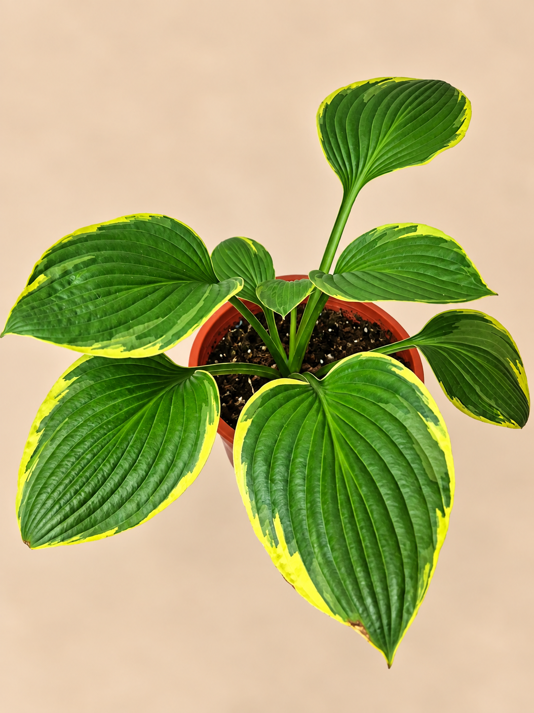 Hosta