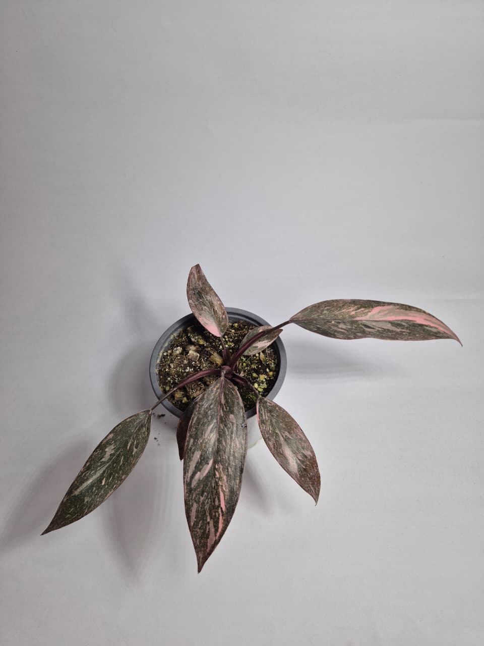 Philodendron pink princess galaxy