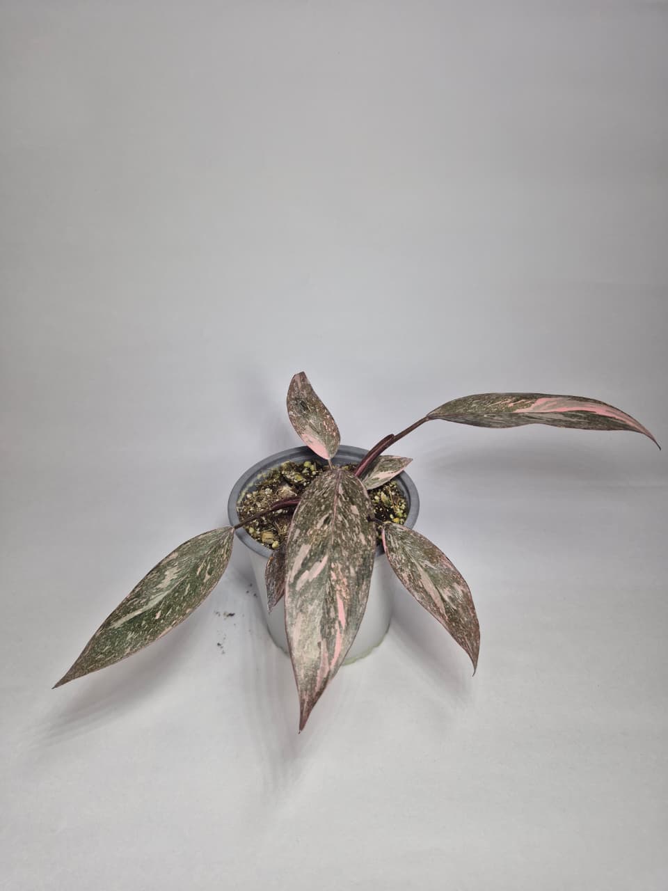 Philodendron pink princess galaxy