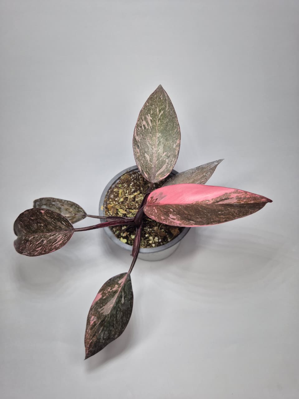 Philodendron pink princess galaxy