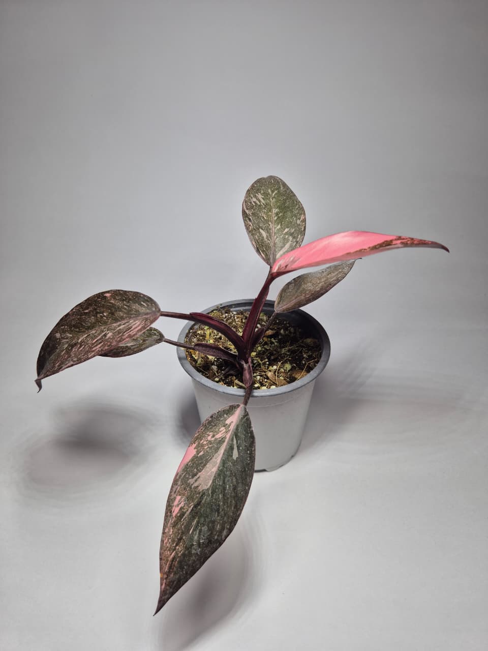 Philodendron pink princess galaxy