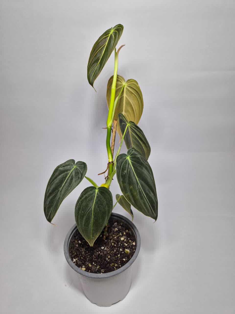 Philodendron melanochrysum